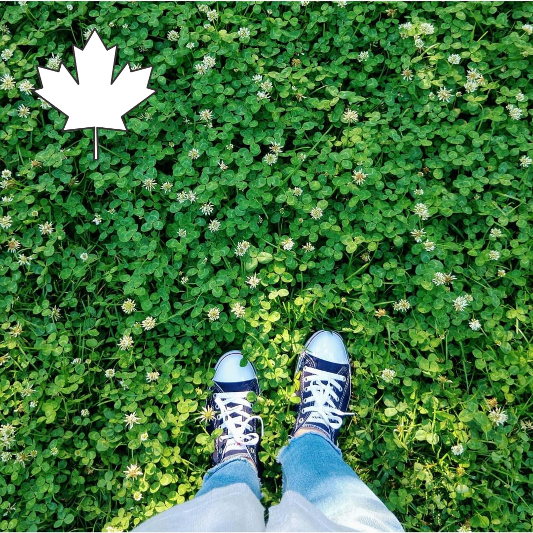 Oh! Canada Seeds White Clover Seeds, Pollinator Friendly Lawn Alternative, Groun
