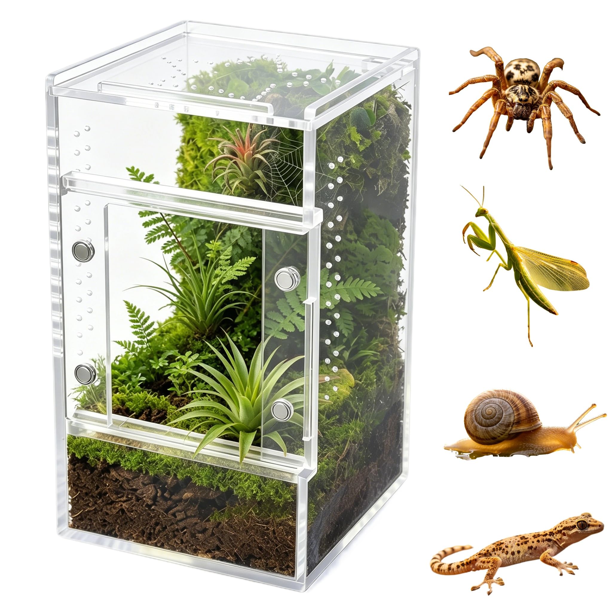 Jumping Spider Enclosure, Clear Acrylic Tarantula Habitat with Ventilation | Sma