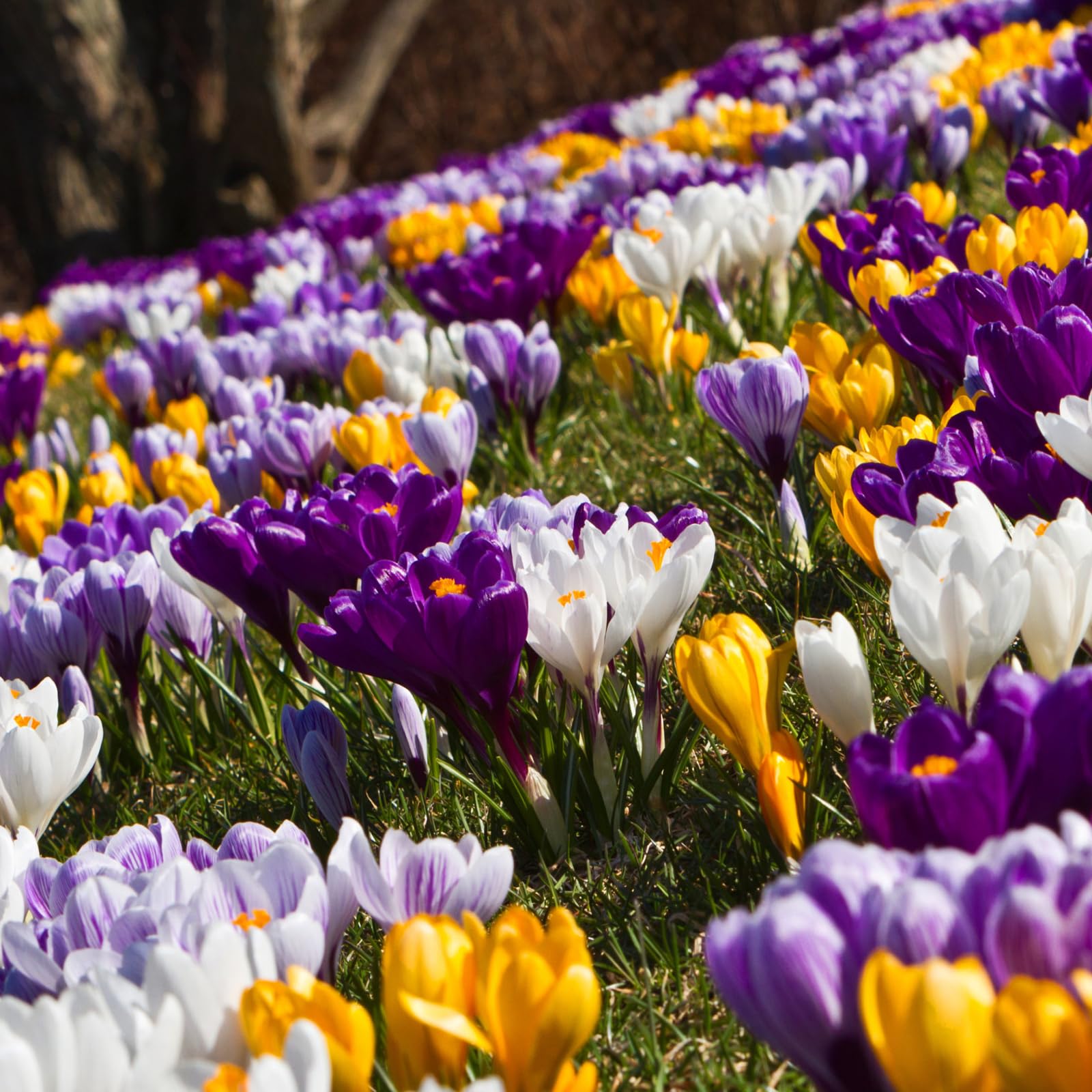 Carbeth Plants Crocus 100 Spring Bulb Collection | Mixed Early Spring Flowering 