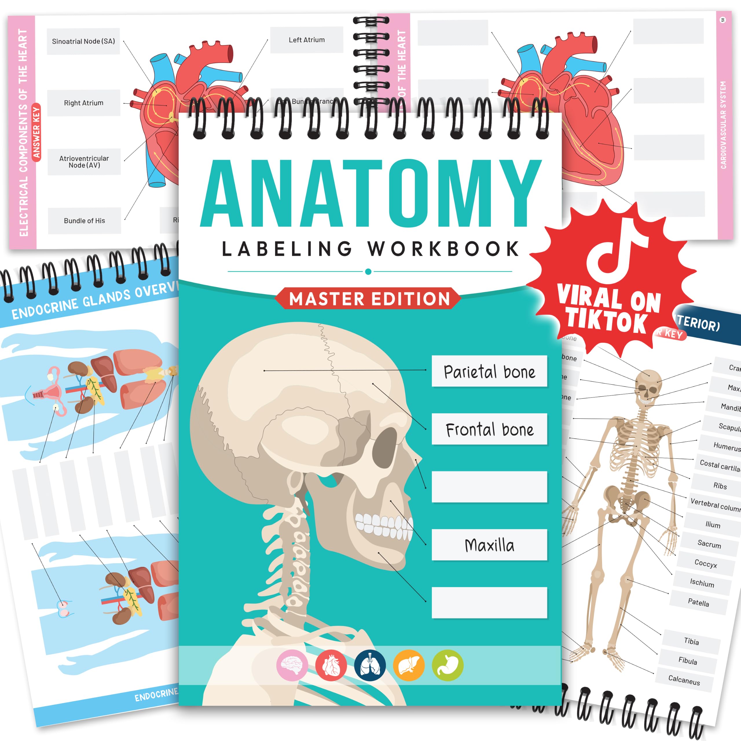 Bloomost Human Anatomy Labeling Workbook, 198-Page Dry Erase Study Guide | Spira