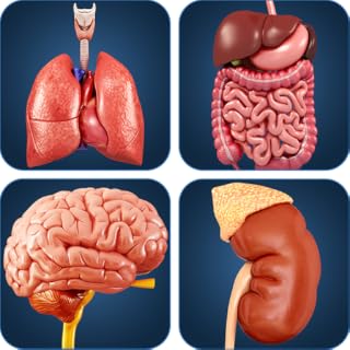My Organs Anatomy