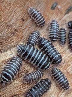 Live Zebra Isopods, Small (15 + 2 spare). Starter colony for bioactive terrarium/clean up crew. Roly-polies, woodlice, pillbugs.