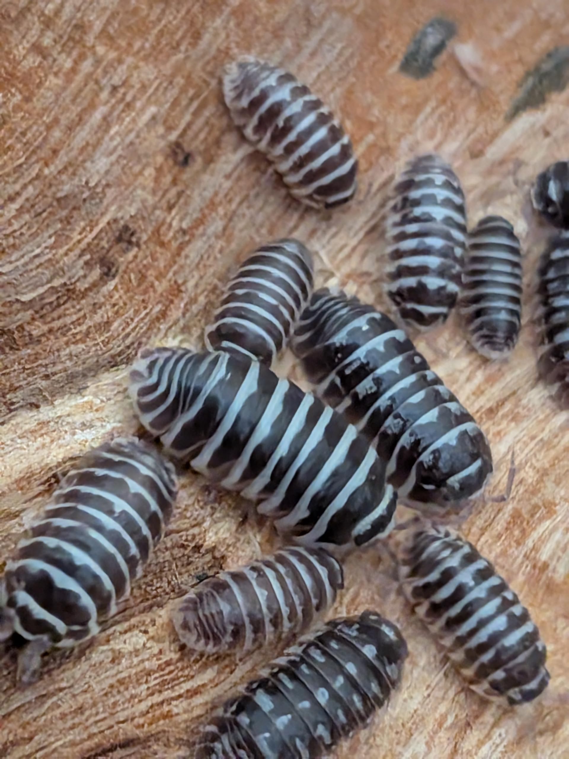Live Zebra Isopods, Small (15 + 2 spare). Starter colony for bioactive terrarium