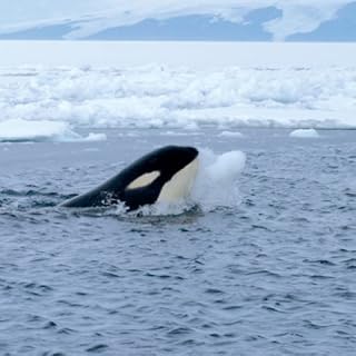 Killer Whale Wallpaper -- HD Wallpapers of Killer Whales!