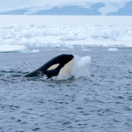 Killer Whale Wallpaper -- HD Wallpapers of Killer Whales!