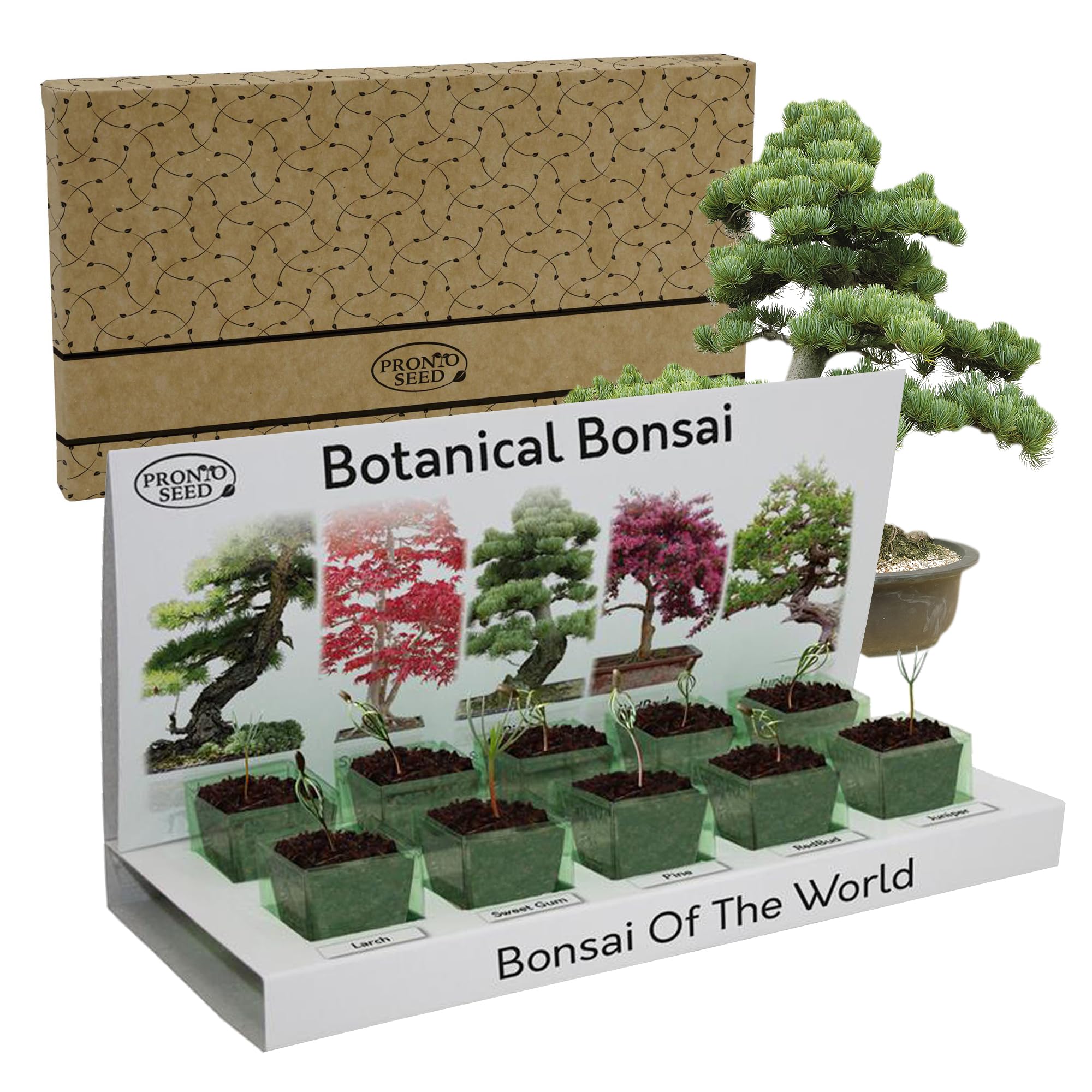 Pronto Seed Grow Your Own Bonsai Tree Kit - 5 Varieties | Indoor Japanese bonsai