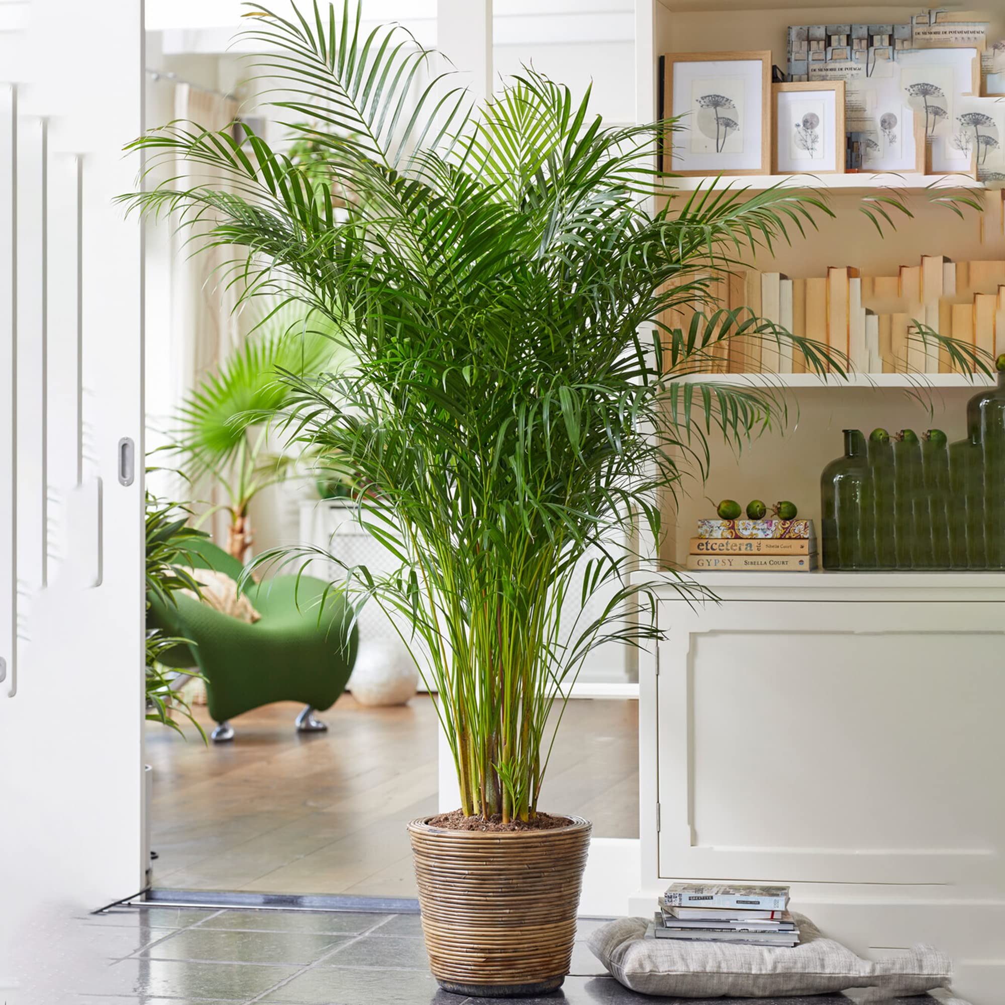Areca Palm Large Indoor House Plant Real Tropical Exotic Evergreen Tall Plants (