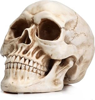 READAEER Life Size Skeleton Replica Realistic Human Skull Head Bone Model | 1:1 full scale realistic skull ornament crafted from durable resin. Ideal for Halloween decor, party display and DIY