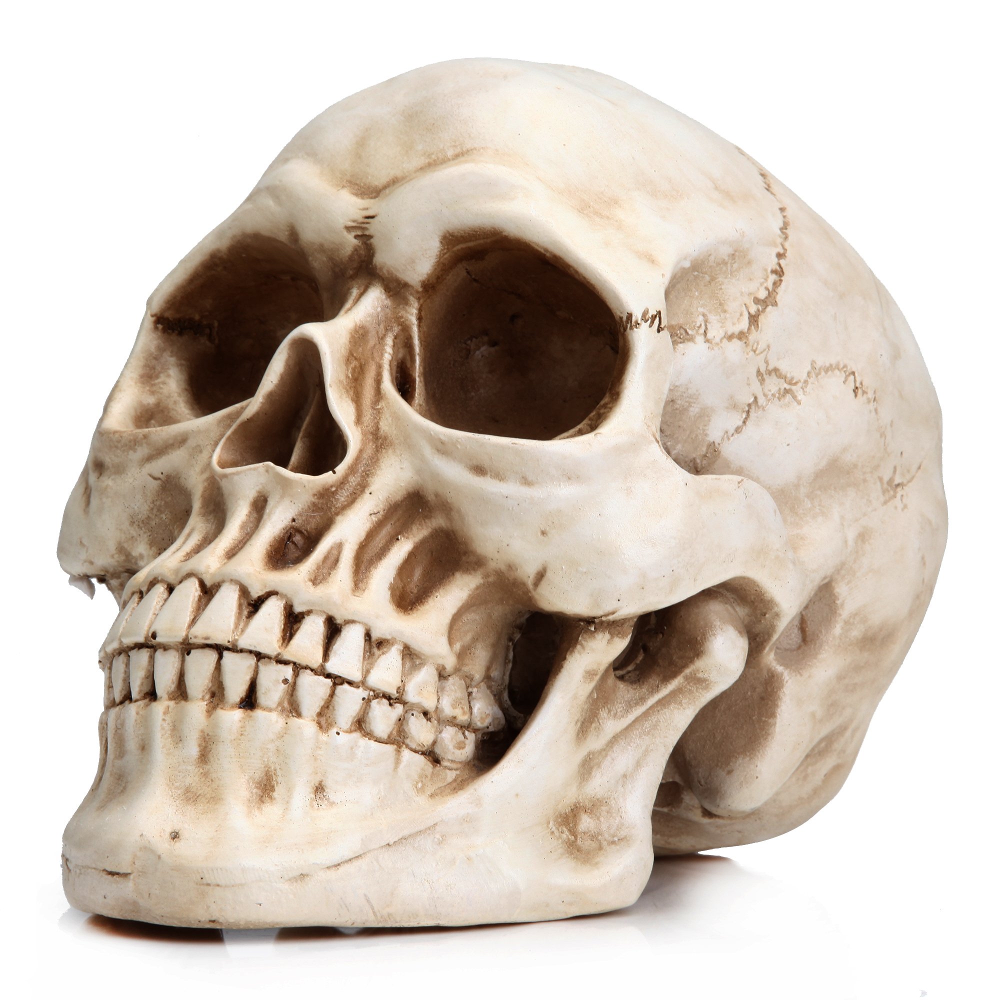 READAEER Life Size Skeleton Replica Realistic Human Skull Head Bone Model | 1:1 