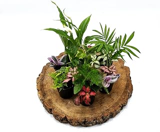 3 Closed Terrarium Plants • Small Mixed Terrarium Plants in 5cm Pot