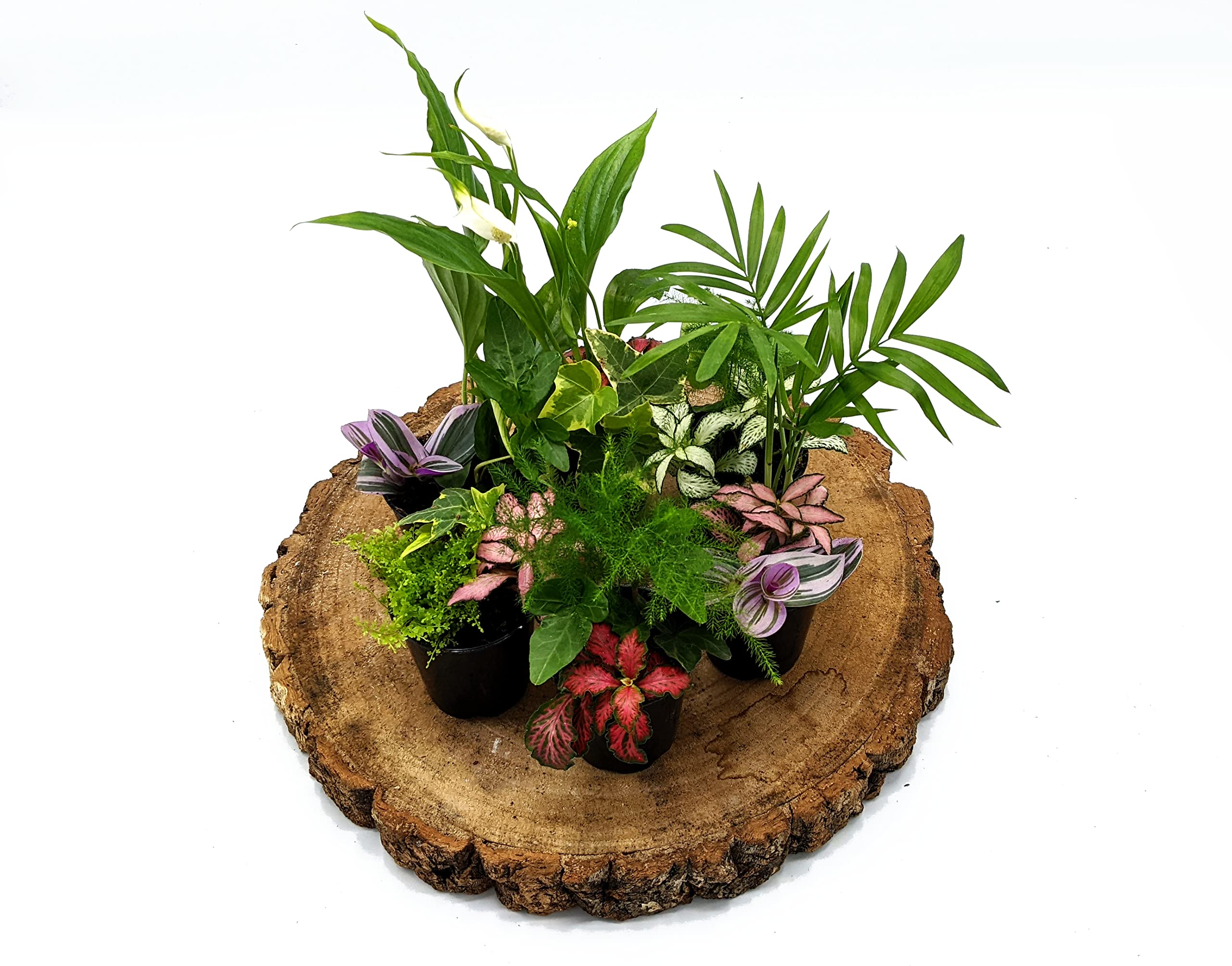 3 Closed Terrarium Plants • Small Mixed Terrarium Plants in 5cm Pot