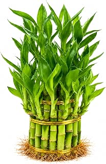 Lucky Bamboo Plant, Two Tier Indoor Houseplant, 15 Stalk Bundle | 15 healthy lucky bamboo stalks arranged in a beautiful layered design for indoor decoration