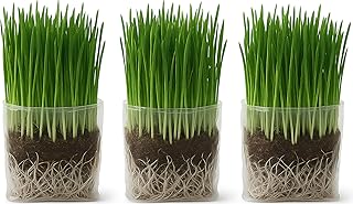 The Cat Ladies Cat Grass for Indoor Cats - Organic Pet Grass Grow Bag Kit - Seeds, Soil & Grow Bags - 3 Pack