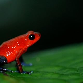 Colorful Frog Wallpaper -- HD Wallpapers of Colorful Frogs!