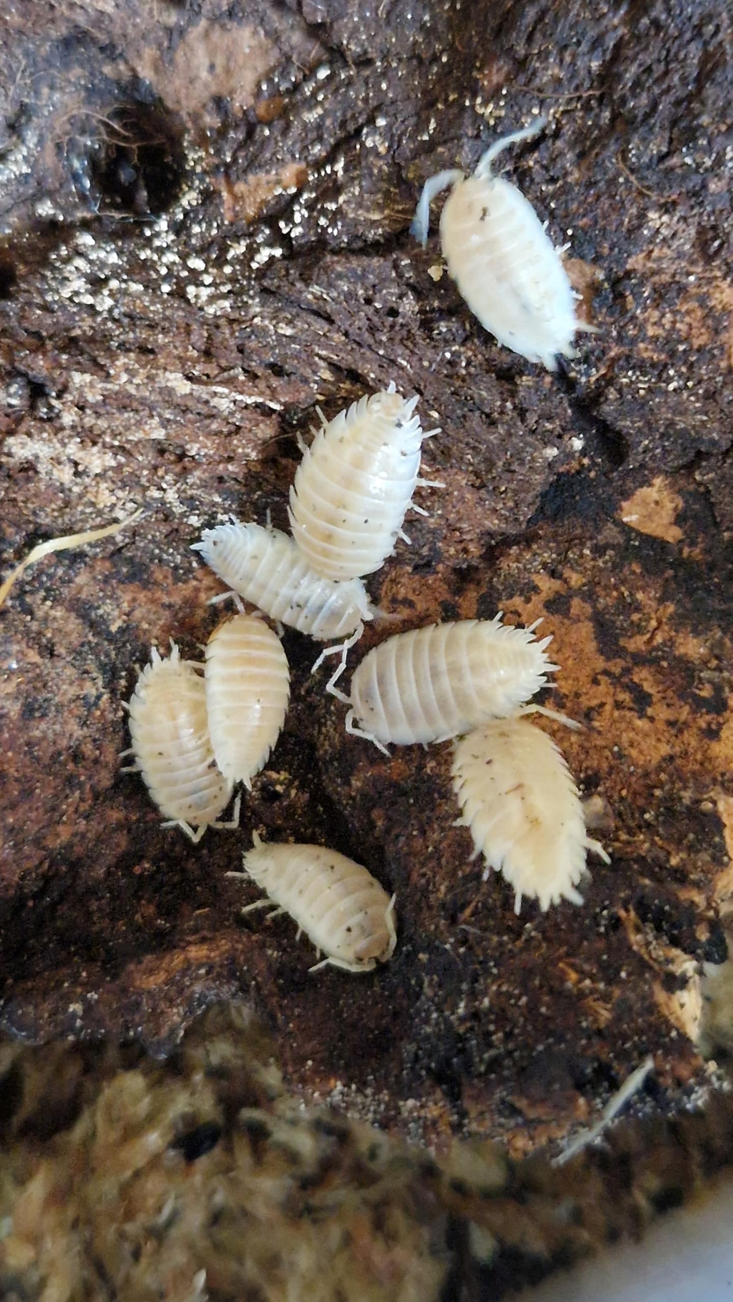 Live Snow white isopods - mixed size (12+2 spare). Starter colony/cleaner up cre