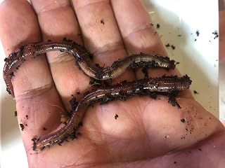 Vermi-Future® 1/2lb (Half Pound) European Nightcrawlers (Big Red) composting/baiting Worms