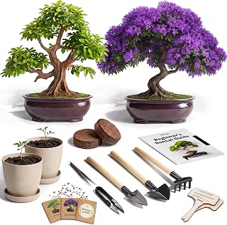 Bonsai Starter Kit – 2X Bonsai Tree | Complete Indoor Starter Kit for Growing Bonsai Plants with Tools & Planters – Gardening Gifts for Women & Men