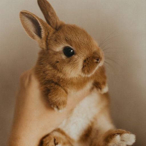 Lovely Bunny Wallpaper