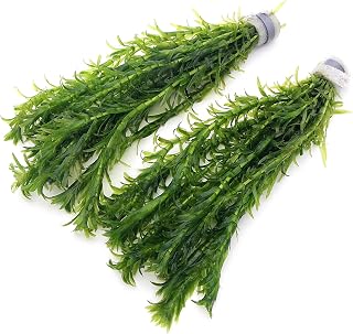 k2aqua - 20 ELODEA DENSA Stems Oxygenating Weed Live Pond Plant Water Aquarium Aquatic Plants Egeria