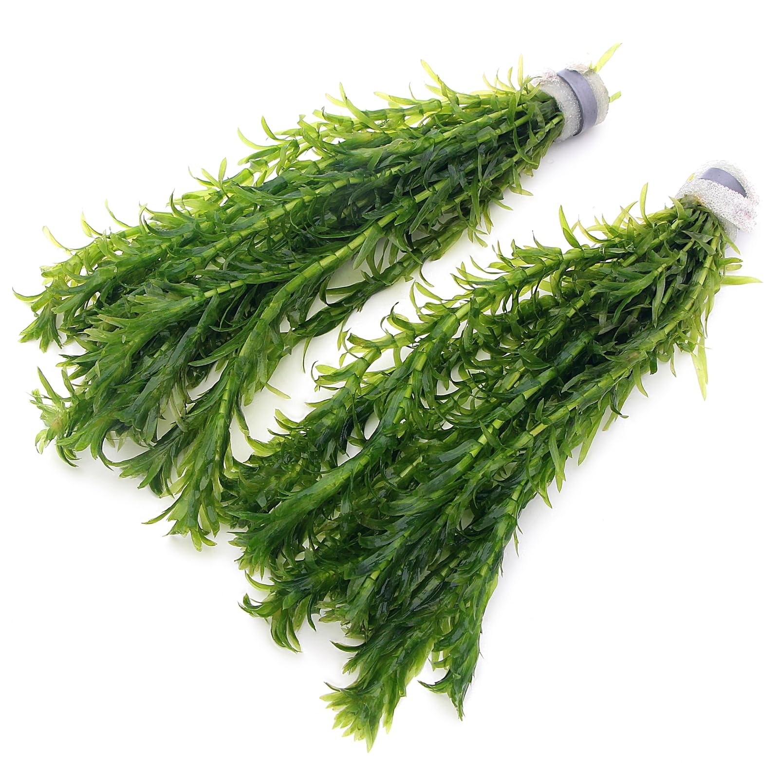 k2aqua - 20 ELODEA DENSA Stems Oxygenating Weed Live Pond Plant Water Aquarium A