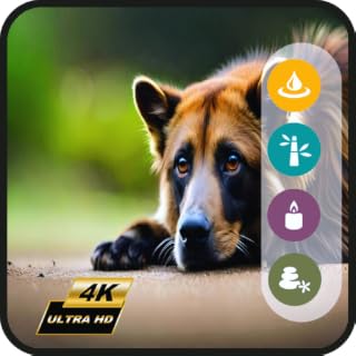 Happy Dog TV-Pet Separation Anxiety Relief Music