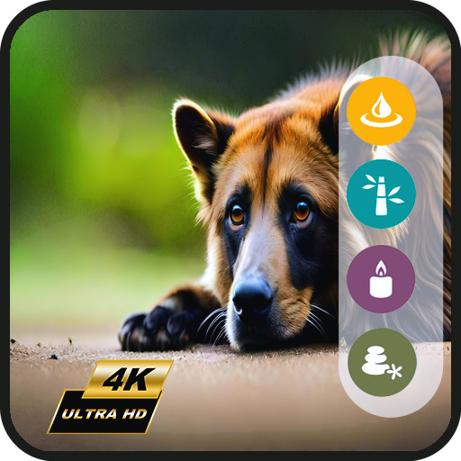 Happy Dog TV-Pet Separation Anxiety Relief Music