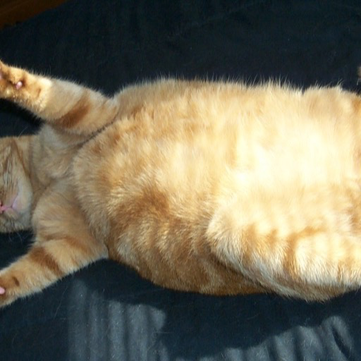 fat cat Wallpaper -- HD Wallpapers of fat cats!