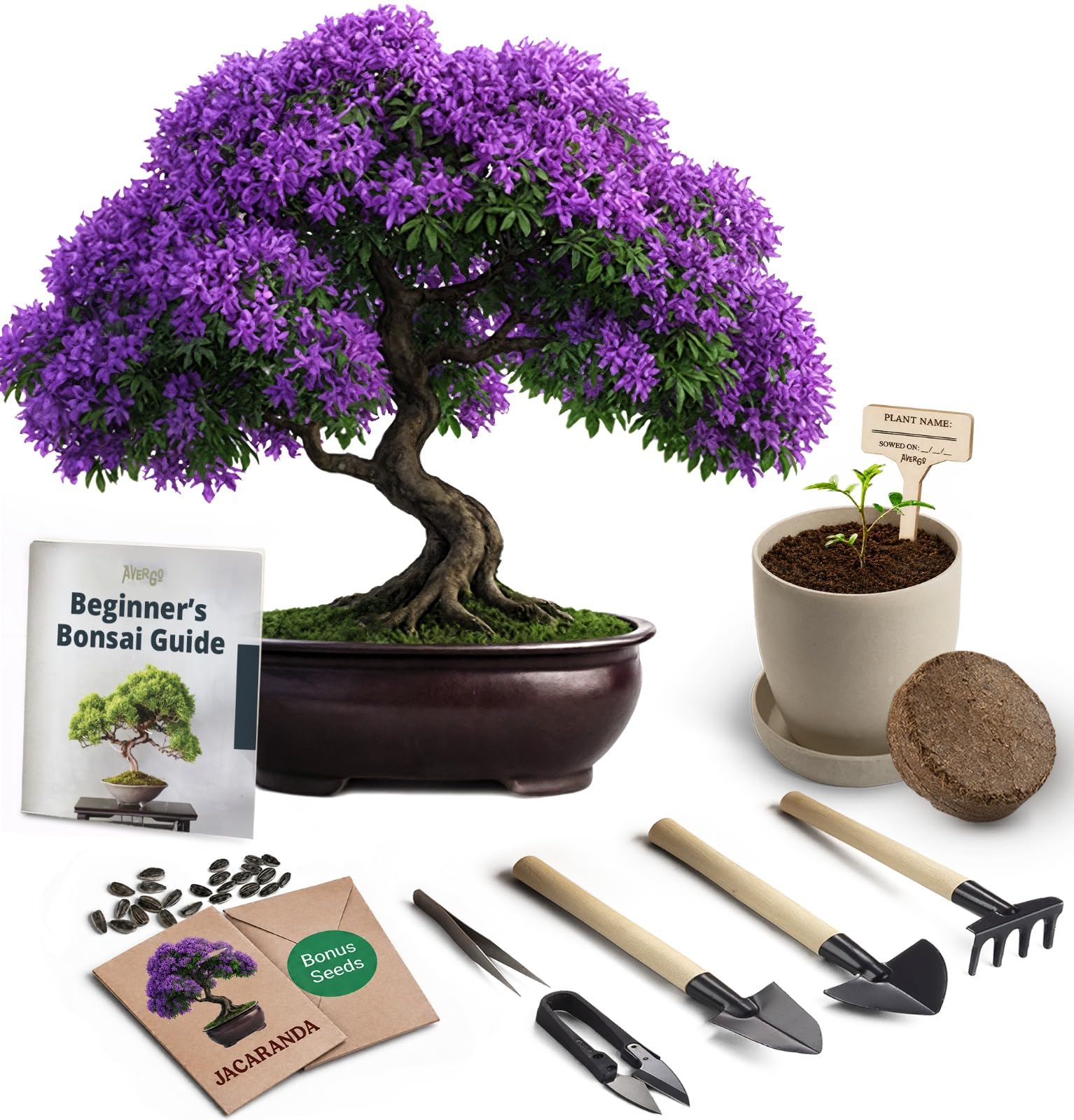 Avergo Bonsai Starter Kit – Growing Jacaranda Bonzai Tree | Complete Indoor Tree