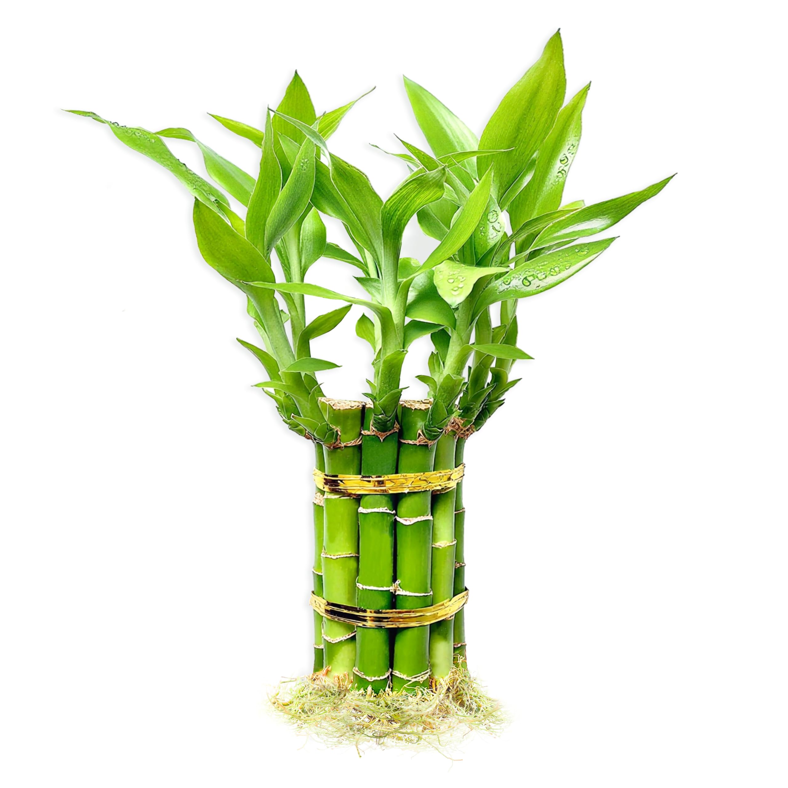 Lucky Bamboo Plants Live Indoor (10 Stalks, 4 Inch) - Fresh House Plants for Off