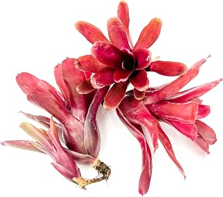 ragnaroc Live Plants - Bromeliad Neoregelia 'Fireball', Large 6" - 3ct - Live Arrival Guaranteed - House Plants for Home Decor & Gift