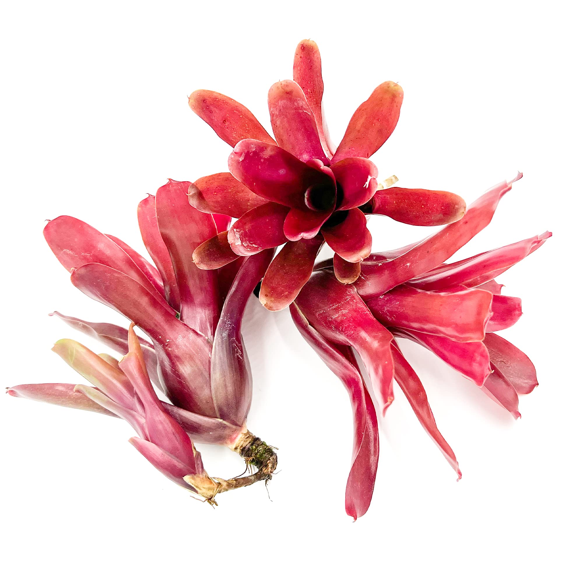 ragnaroc Live Plants - Bromeliad Neoregelia 'Fireball', Large 6" - 3ct - Live Ar