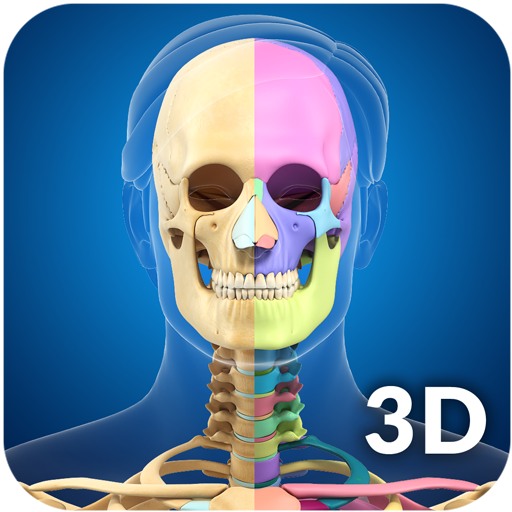 My Skeleton Anatomy