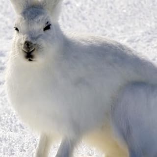 Arctic Wildlife Wallpaper -- HD Wallpapers of Arctic Wildlife!