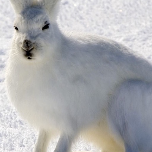 Arctic Wildlife Wallpaper -- HD Wallpapers of Arctic Wildlife!