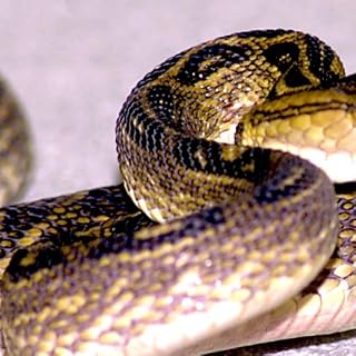 viper snake Wallpaper -- HD Wallpapers of viper snakes!