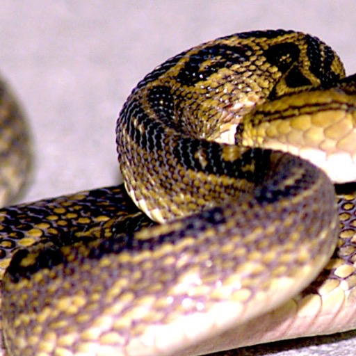 viper snake Wallpaper -- HD Wallpapers of viper snakes!