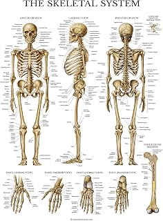 Palace Learning Skeletal System Anatomical Chart - LAMINATED - Human Skeleton Anatomy Poster (18" x 24")