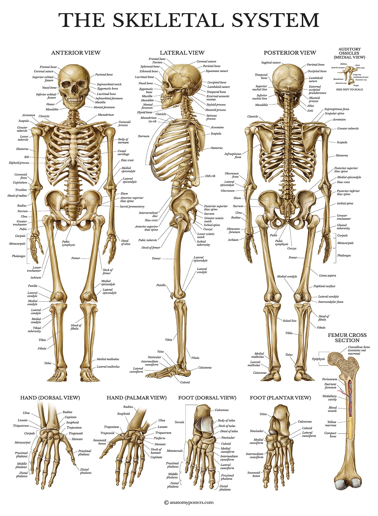 Palace Learning Skeletal System Anatomical Chart - LAMINATED - Human Skeleton An