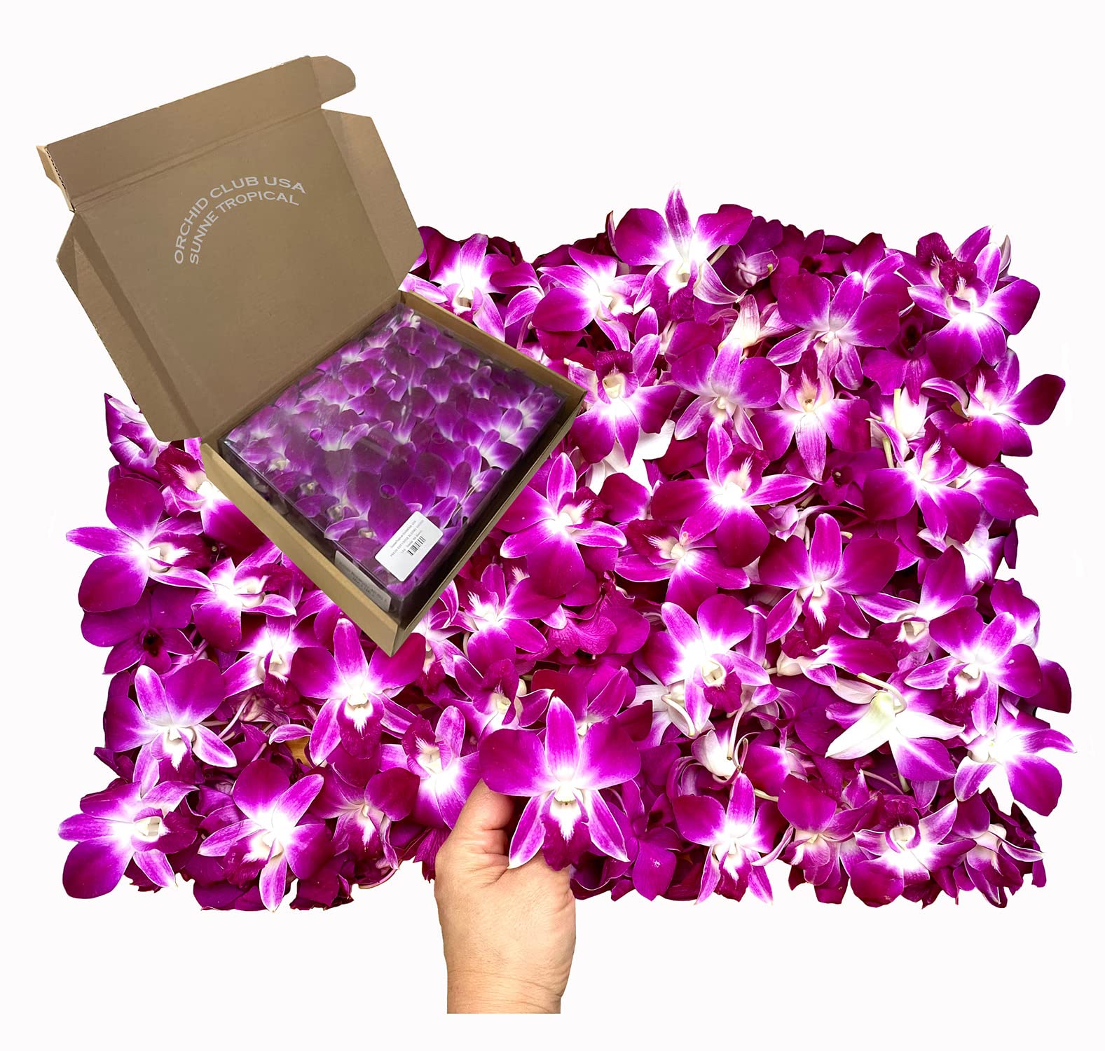 Miami Fresh Orchid Loose Bloom PERISHABLE flowers OrchidClub USA Sunne Tropical 