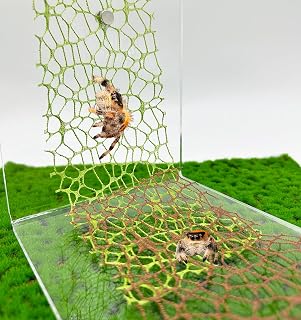 Okueejur 6 PCS Jumping Spider Habitat Accessories-Jumping Spider Webbed Moss Ribbon with Magnets for Spoods Jumping Spider Enclosure Spoods Climbing (3pcs Green + 3pcs Brown)