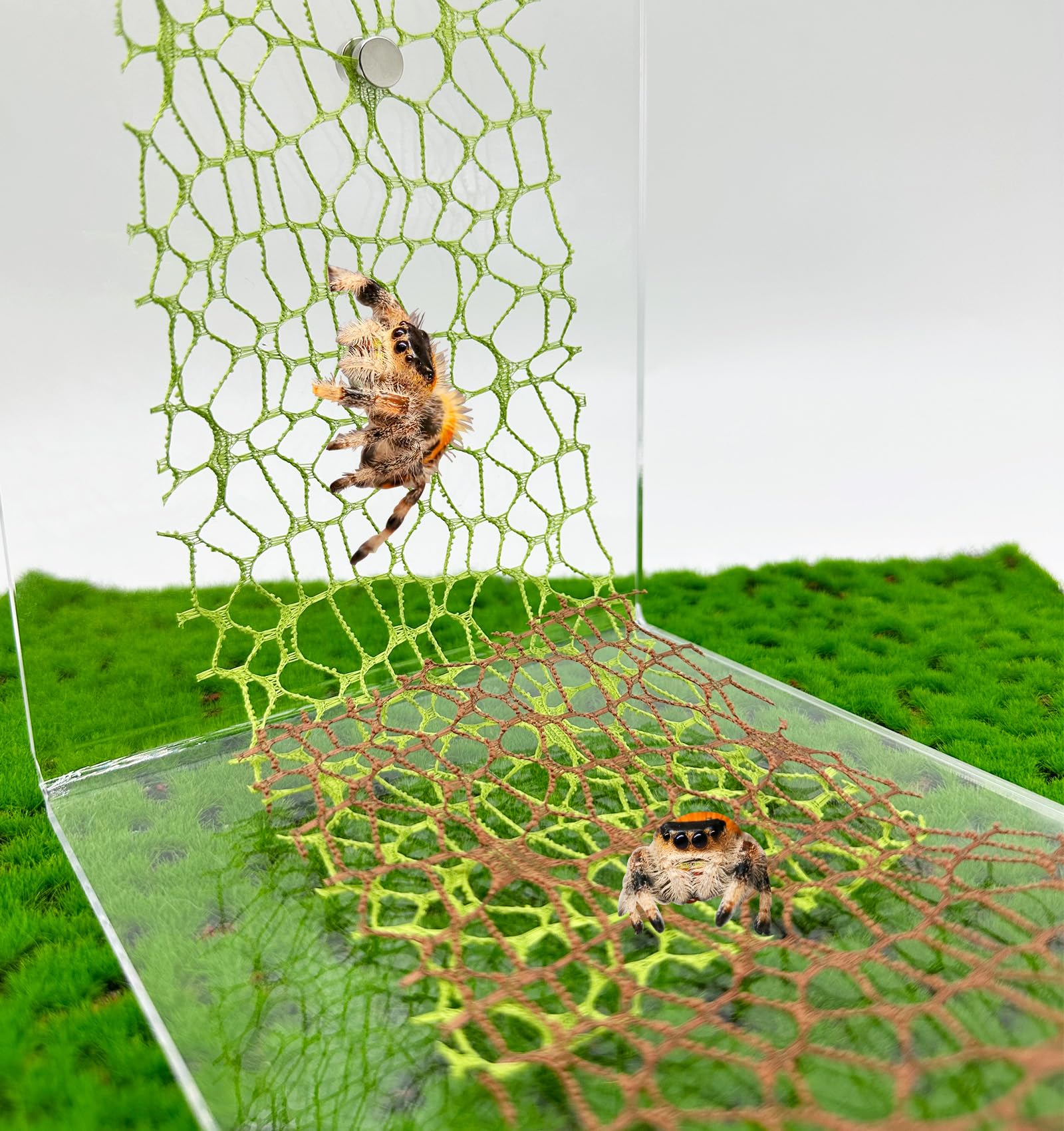 Okueejur 6 PCS Jumping Spider Habitat Accessories-Jumping Spider Webbed Moss Rib