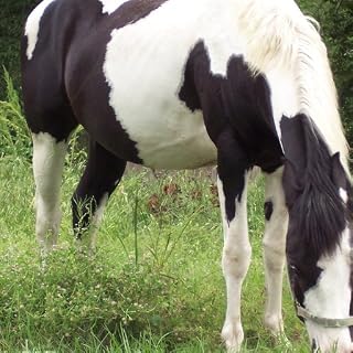 Paint Horse Wallpaper -- HD Wallpapers of Paint Horses!