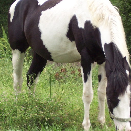 Paint Horse Wallpaper -- HD Wallpapers of Paint Horses!