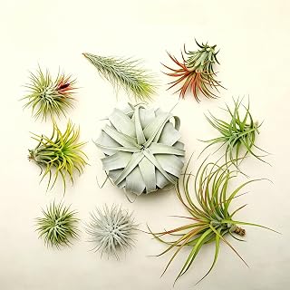 12 Pack Mixed Live Air Plants, Bulk Tillandsia Succulent Variety Pack, Easy Care No Soil Perennial Plants, Repeat Blooming Indoor Outdoor Decor for Terrarium, Vertical Garden, Wedding & Party Favors