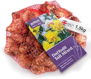Mixed Daffodil Bulbs 1.5kg of Large Bulbs of Mixed Daffodils (35 Bulbs Approx.) Plant Now in Gardens, Borders & Flowerbeds – Flower Bulbs by Jamieson Brothers