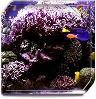 Aquarium Radiance HD - Wallpaper & Themes