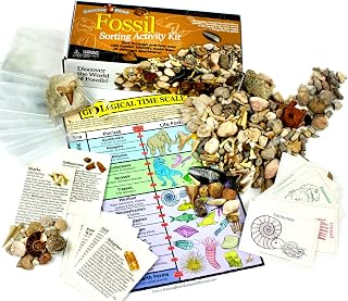 DANCING BEAR Fossil Collection Sorting Activity Kit with Over 100 Pcs (More Than 20 Different Fossil Varieties!), Educational ID Sheet, Color ID Cards, Bags, Magnifying Glass, and Shark Teeth