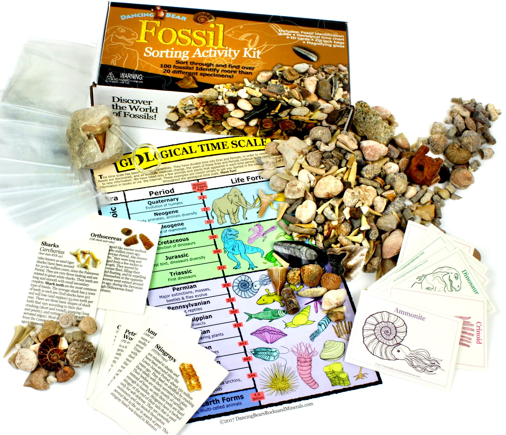 DANCING BEAR Fossil Collection Sorting Activity Kit with Over 100 Pcs (More Than