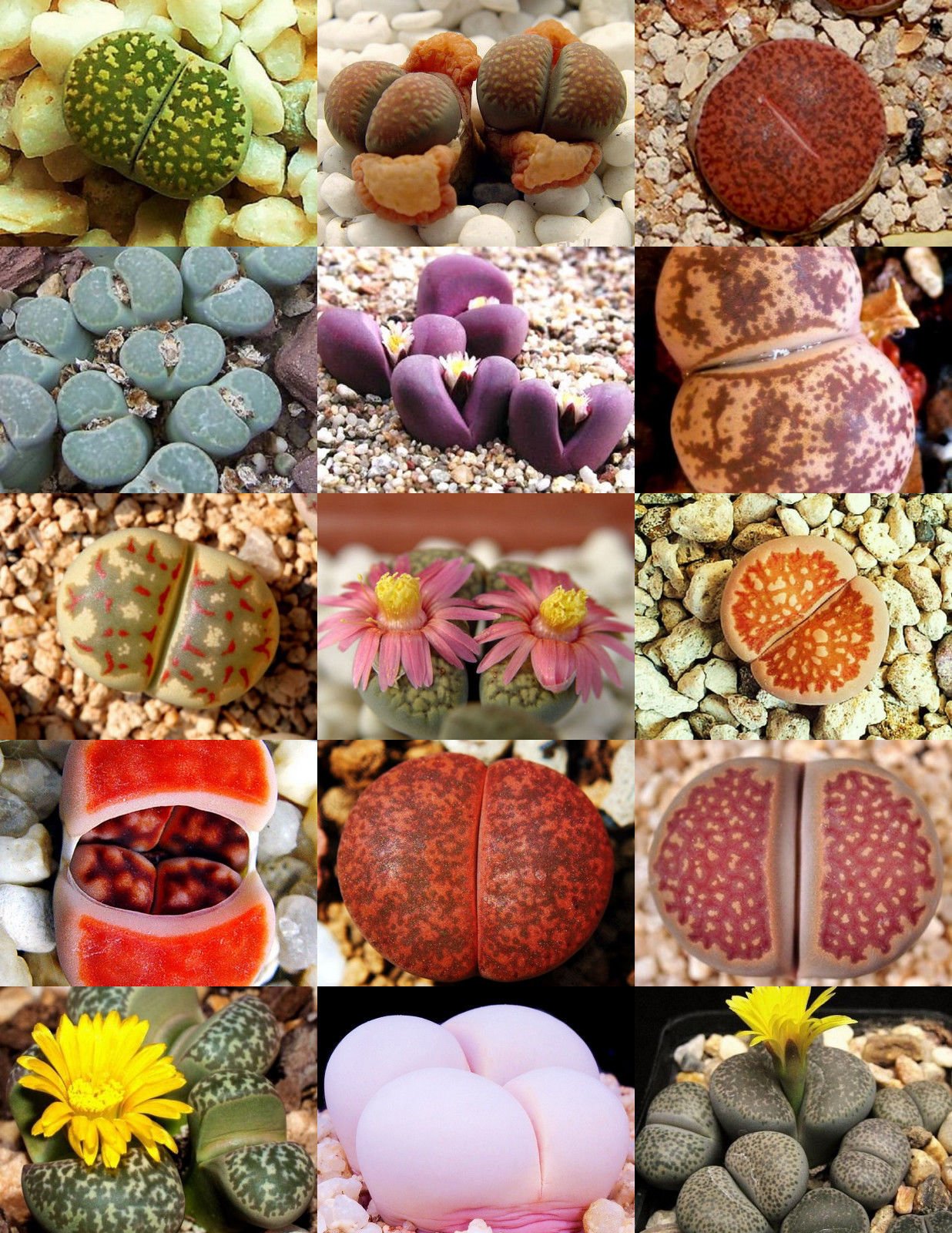 Rare Lithops Mix Succulent Cactus Exotic Living Stones Desert Rock Seed 50 Seeds