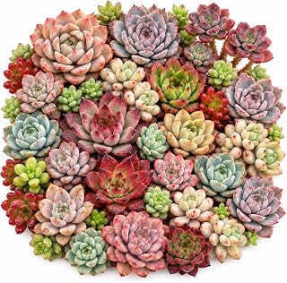 12 Mini Assorted Bare Root Succulent Live Plants Variety Pack 0.5-1 Inch | 12 mini live succulents in assorted varieties, 0.5-1 inch, shipped bare root for easy DIY planting and collection building